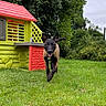 dog, running, grass, playhouse, greenery, outdoor, pet, happy, canine, nature, yard, garden, tree, bush, colorful, animal, fun, play, summer, daytime