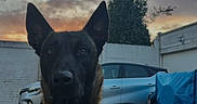 Vasco participe au concours pour gagner de l'argent avec cette photo : alert, animal, black, brown, car, cloudy_sky, concrete, dog, ears, fur, nature, outdoor, parking_lot, pet, sitting, sky, sunset, tree, vehicle, white_patch