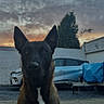 Vasco participe au concours pour gagner de l'argent avec cette photo : dog, animal, pet, outdoor, sunset, cloudy_sky, car, parking_lot, fur, ears, alert, brown, black, white_patch, sitting, concrete, tree, vehicle, nature, sky