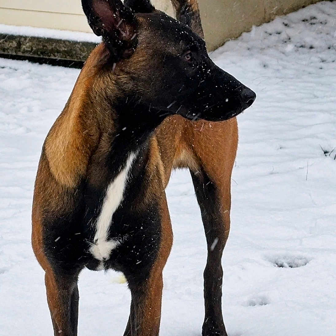 Vasco participe au concours pour gagner de l'argent avec cette photo : dog, snow, outdoor, animal, pet, canine, winter, paw_prints, alert, ears_up, tail_curl, fur, black, brown, white_marking, side_view, standing, building, wall, cold