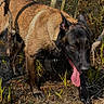 Vasco a rejoint le concours — aidez-le/la à gagner de superbes lots ! dog, mud, tongue, outdoor, swamp, grass, plant, animal, nature, canine, wet, brown, black, ears, collar, muddy_paws, exploring, curious, playful, wildlife