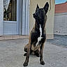 dog, belgian_malinois, sitting, outdoor, concrete, door, wall, sky, roof, building, pet, animal, canine, alert, guard, house, daylight, shadow, fur, ears