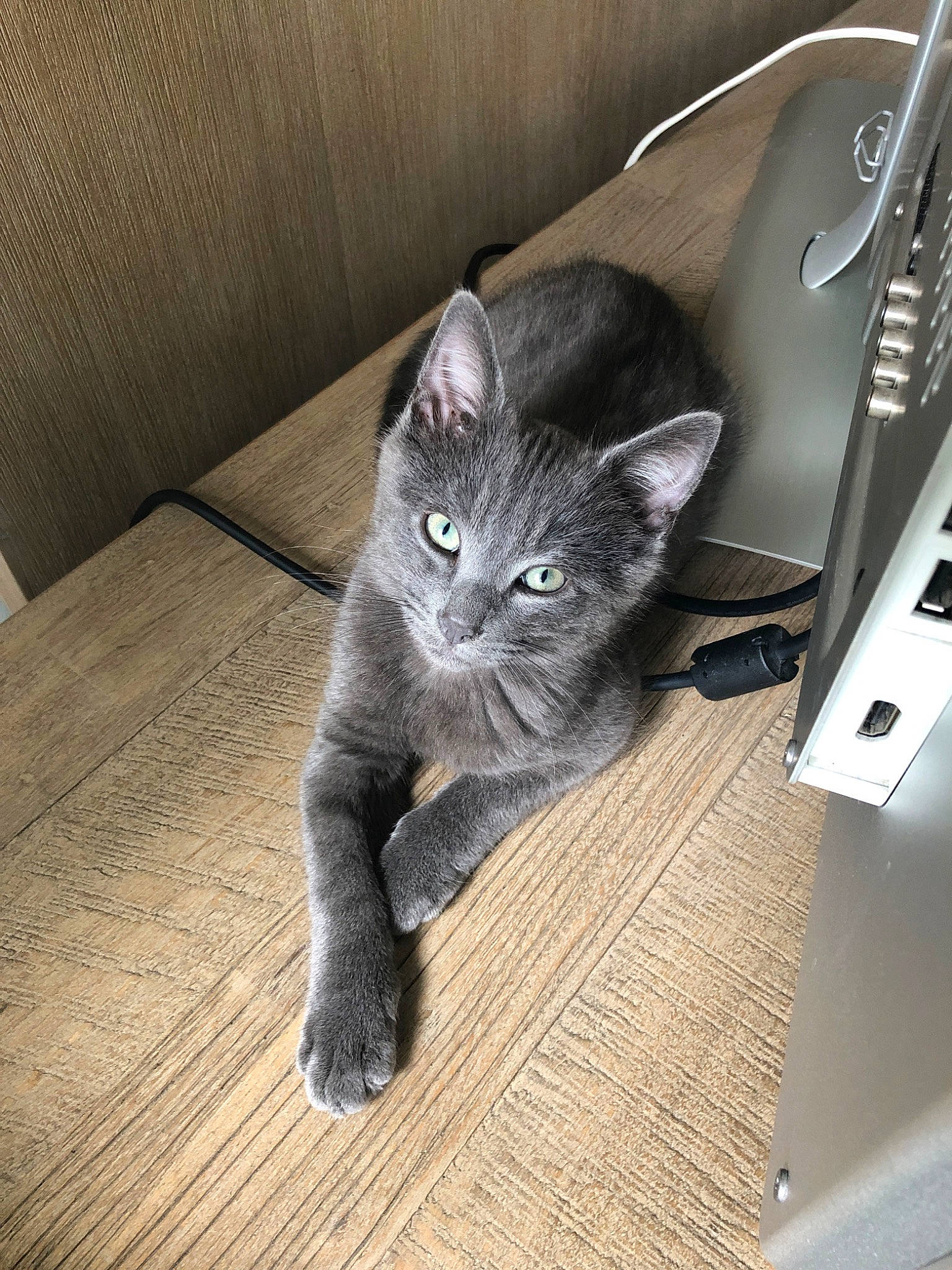Rangi participe au concours pour gagner de l'argent avec cette photo : asian, british_shorthair, carnivore, cat, chartreux, domestic_short_haired_cat, european_shorthair, felidae, kitten, korat, mammal, nebelung, russian_blue, small_to_medium_sized_cats, whiskers