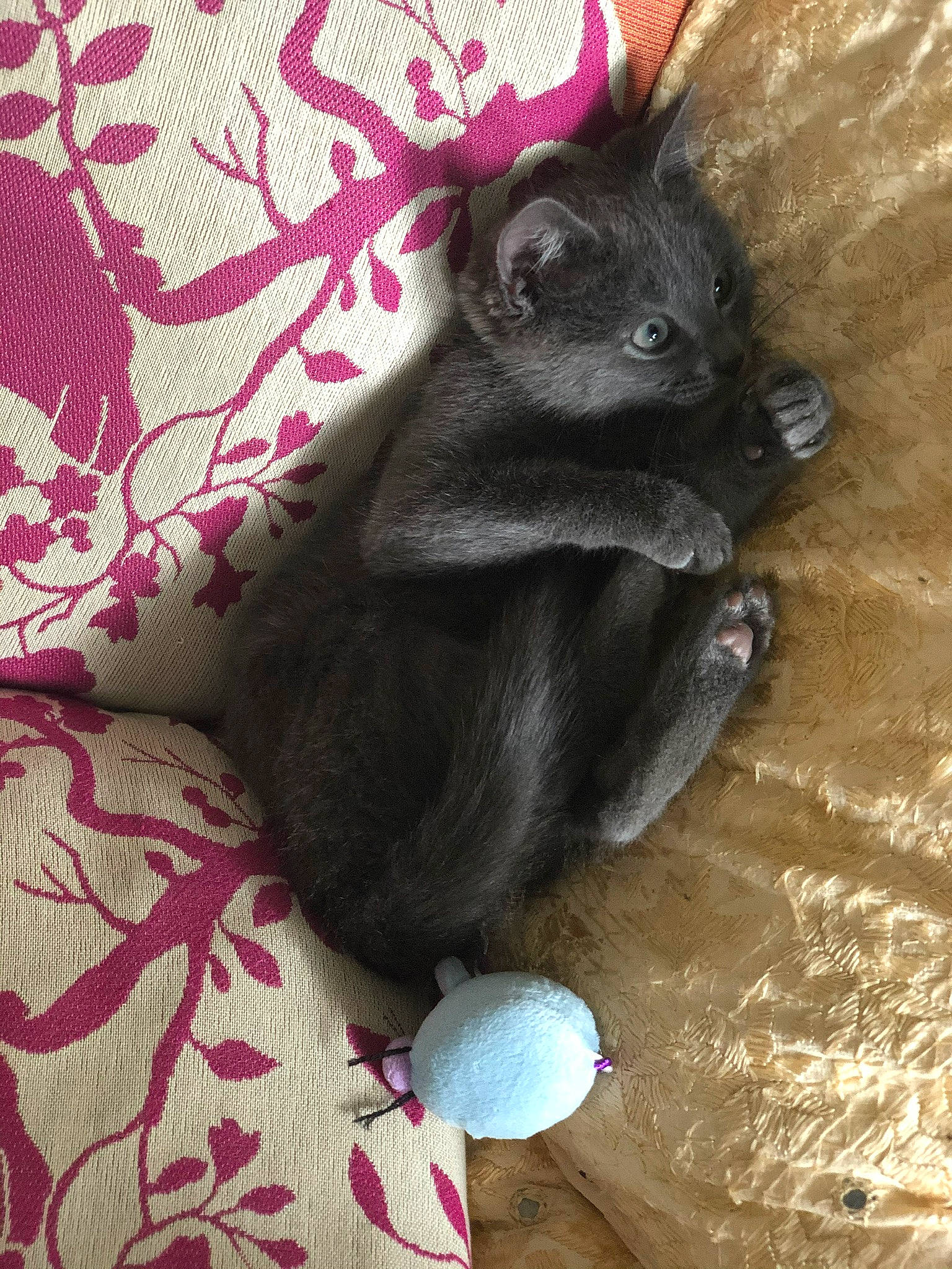 Rangi a rejoint le concours — aidez-le/la à gagner de superbes lots ! black, black_cat, canidae, carnivore, cat, fawn, felidae, kitten, korat, mammal, nebelung, russian_blue, small_to_medium_sized_cats, tail, vertebrate, whiskers