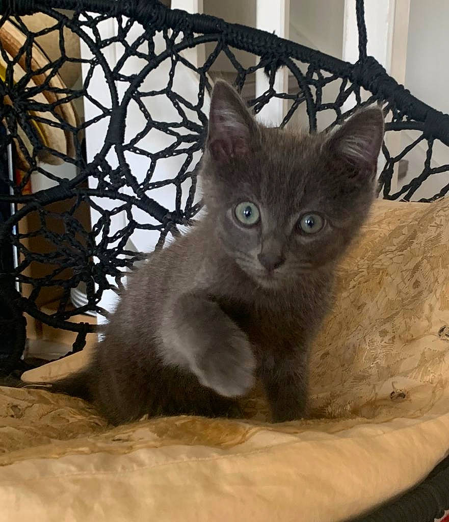 Rangi a rejoint le concours — aidez-le/la à gagner de superbes lots ! asian, black_cat, british_shorthair, burmese, carnivore, cat, chartreux, domestic_short_haired_cat, european_shorthair, felidae, german_rex, kitten, korat, mammal, nebelung, ojos_azules, russian_blue, small_to_medium_sized_cats, vertebrate, whiskers