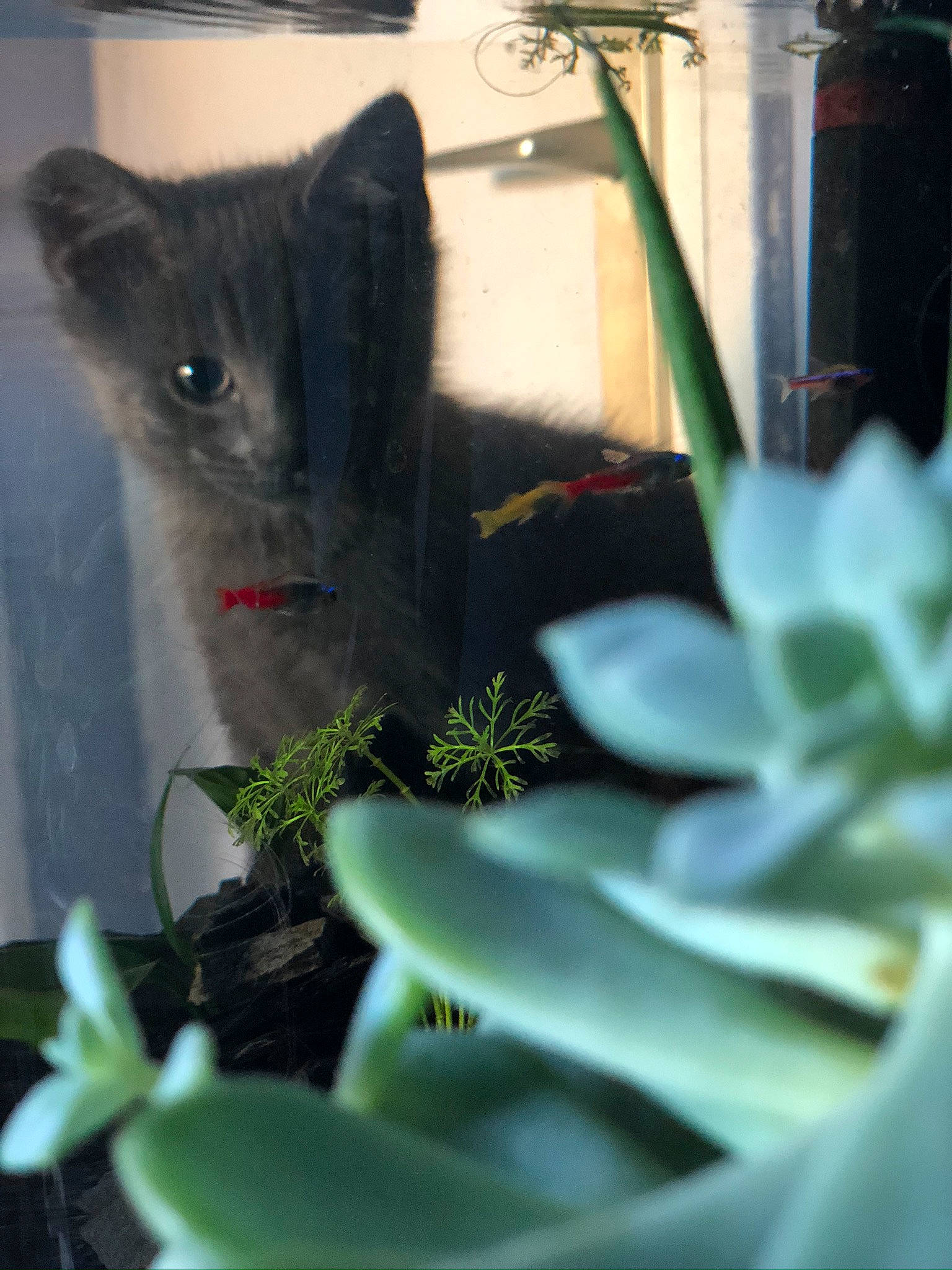 Rangi a rejoint le concours — aidez-le/la à gagner de superbes lots ! cactus, carnivore, cat, felidae, flower, houseplant, kitten, plant, russian_blue, small_to_medium_sized_cats, tail, whiskers