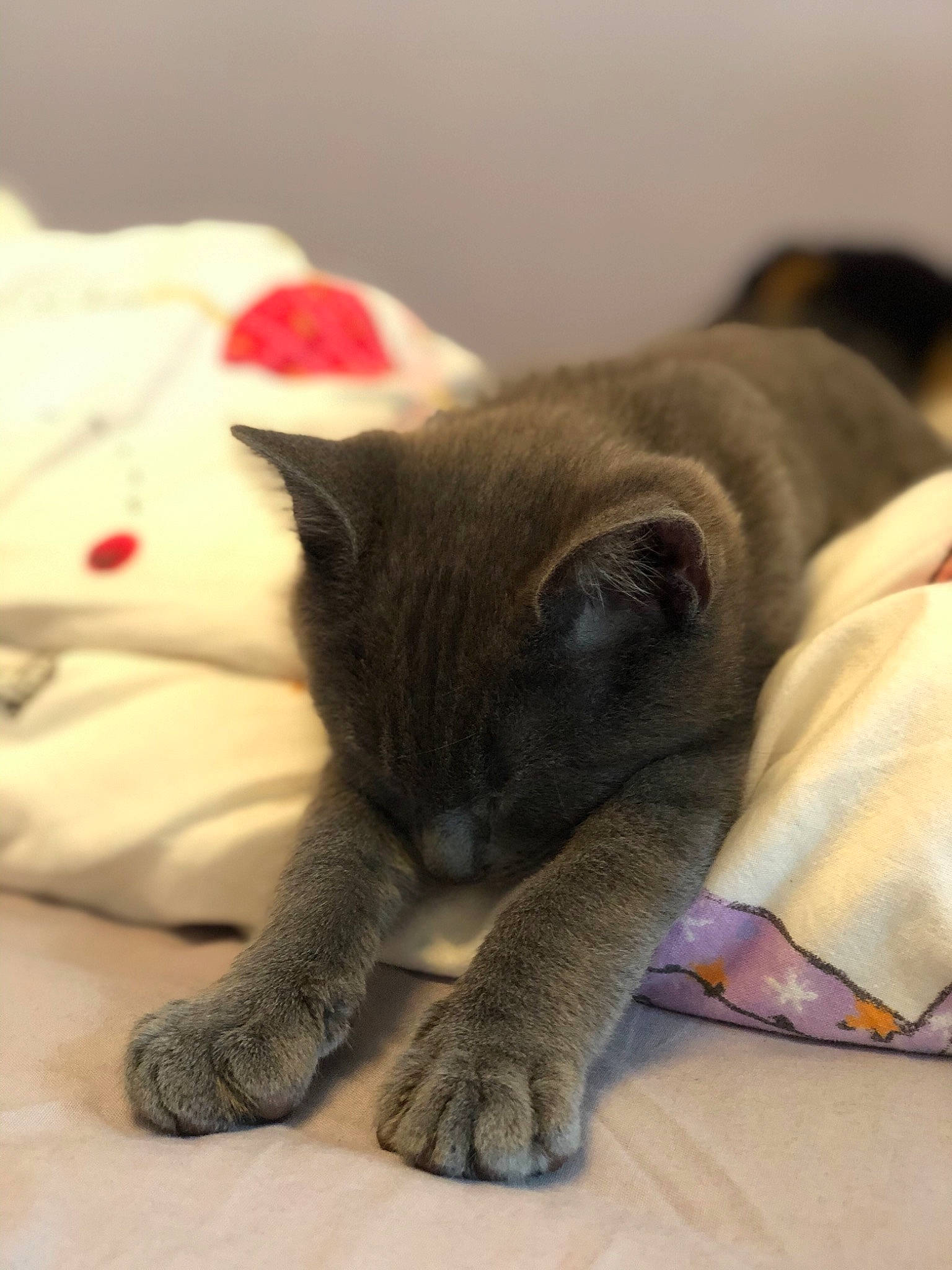 Rangi participe au concours pour gagner de l'argent avec cette photo : british_shorthair, burmese, carnivore, cat, chartreux, domestic_short_haired_cat, ear, fawn, felidae, kitten, korat, mammal, nap, paw, russian_blue, skin, small_to_medium_sized_cats, snout, whiskers