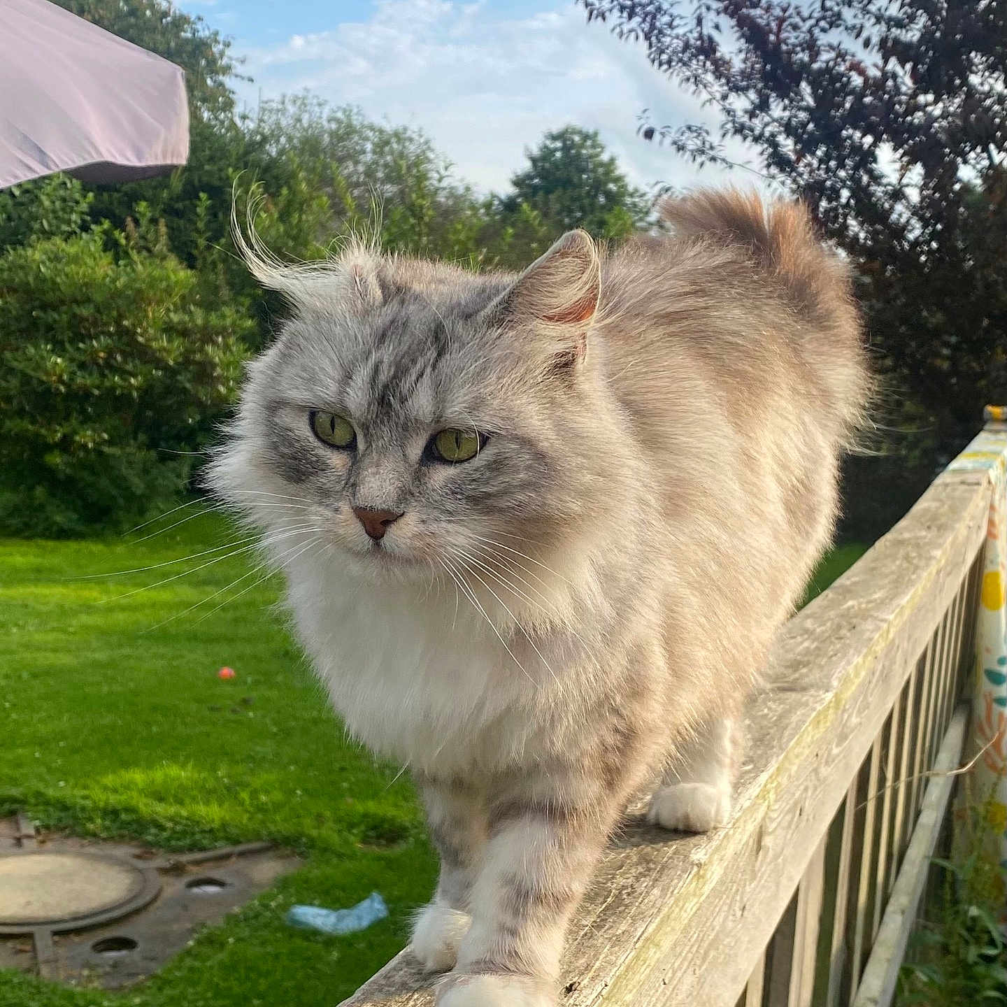 Lucky a rejoint le concours — aidez-le/la à gagner de superbes lots ! angora, animal, architecture, backyard, building, cat, fence, grass, handrail, kitten, lawn, manx, nature, outdoors, pet, plant, railing, shelter, tree, yard