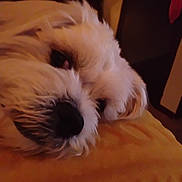 Maverick is registered to the contest to win money with this photo: dog, close_up, fluffy, white, resting, indoor, cozy, sleepy, pet, animal, face, fur, lying_down, soft_surface, warm_lighting, cute, companion, domestic, portrait, relaxed