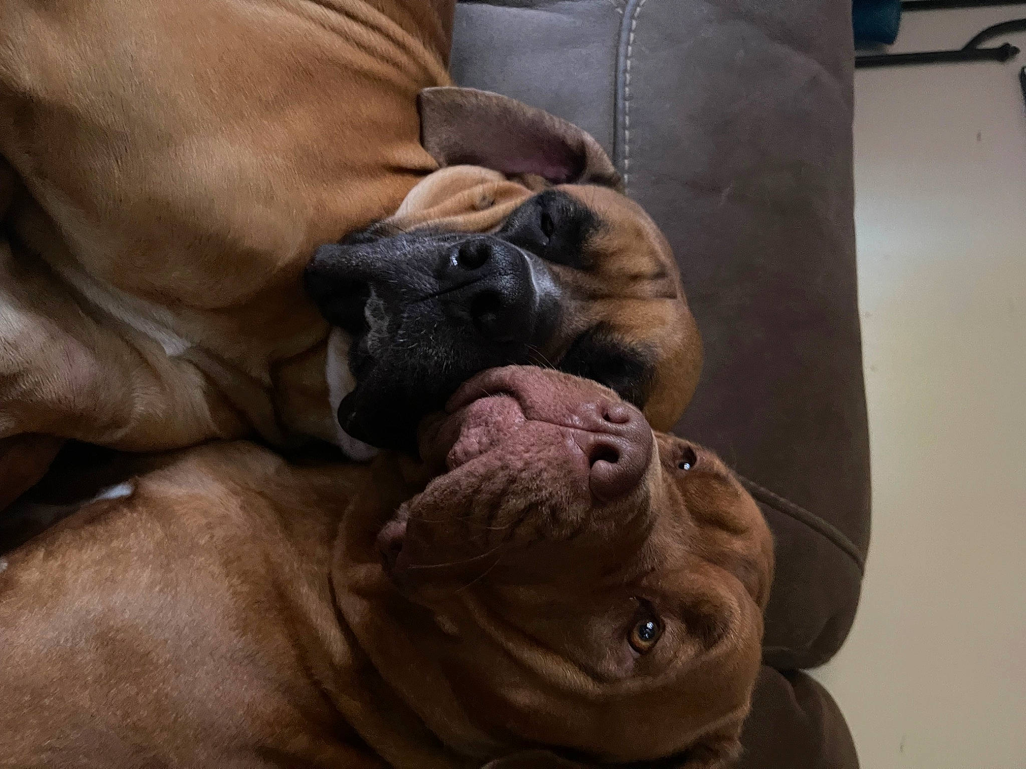 Bocephus is registered to the contest to win money with this photo: boxer, canidae, carnivore, comfort, companion_dog, dog, dog_breed, dog_collar, fawn, giant_dog_breed, guard_dog, liver, molosser, snout, sporting_group, terrestrial_animal, whiskers, working_animal, working_dog, wrinkle