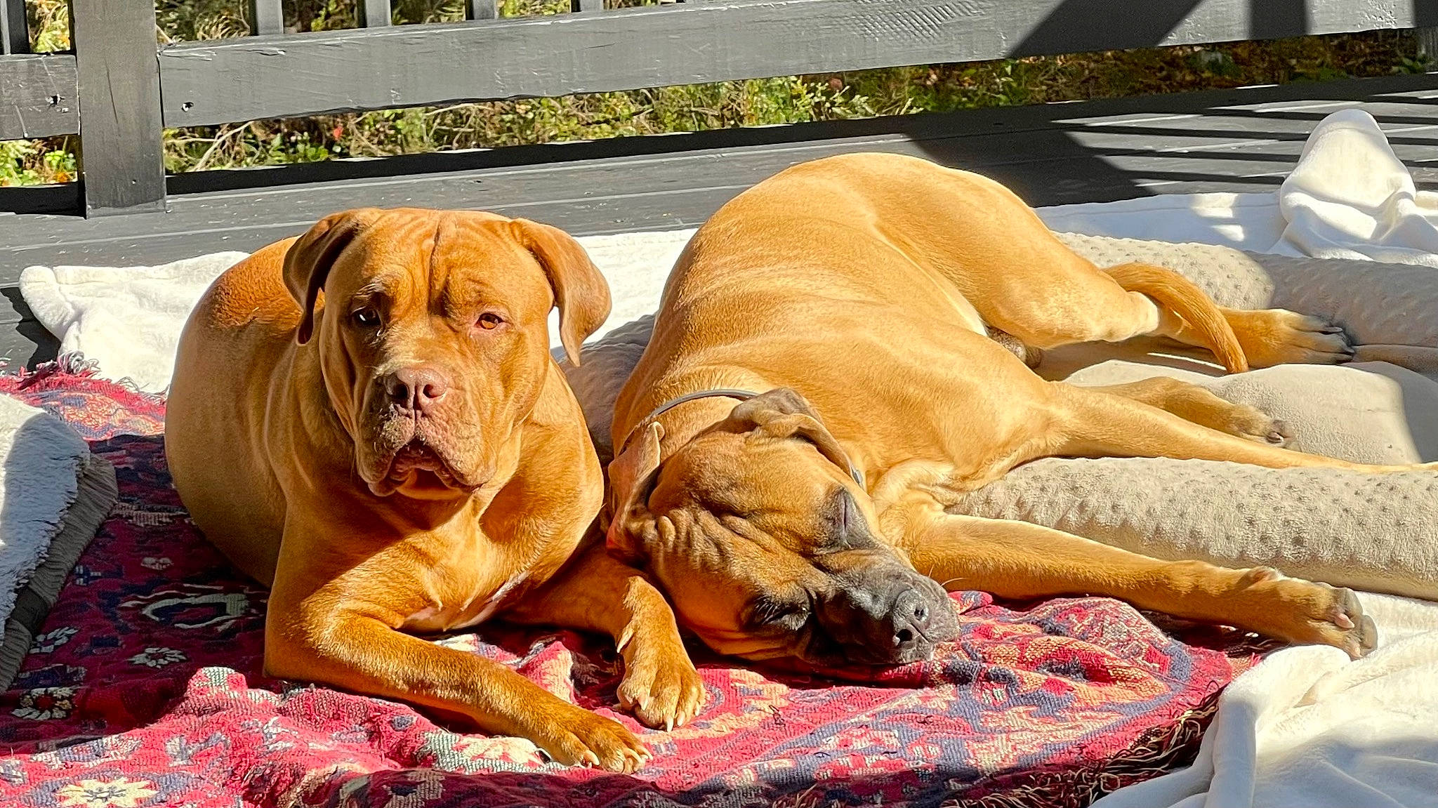 Bocephus is registered to the contest to win money with this photo: ancient_dog_breeds, carnivore, collar, comfort, companion_dog, dog, dog_breed, dog_collar, dog_supply, fawn, liver, snout, sporting_group, terrestrial_animal, working_dog, wrinkle