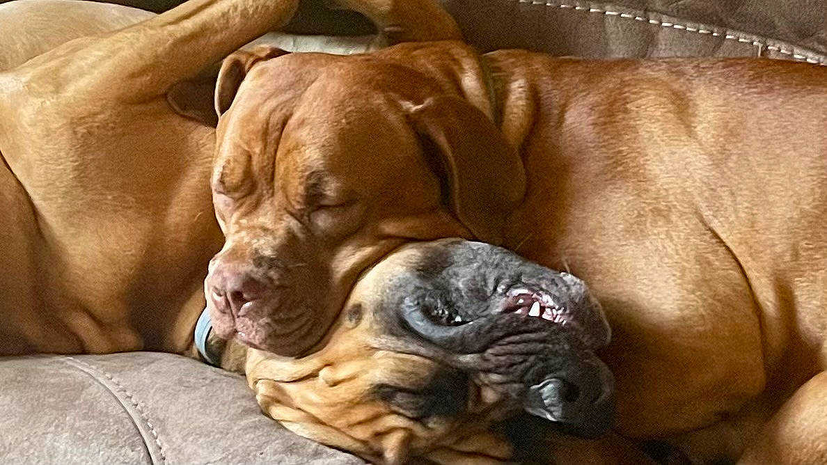 Bocephus is registered to the contest to win money with this photo: bored, bulldog, canidae, carnivore, collar, comfort, companion_dog, dog, dog_breed, dog_collar, fawn, liver, molosser, snout, sporting_group, terrestrial_animal, whiskers, working_animal, working_dog, wrinkle