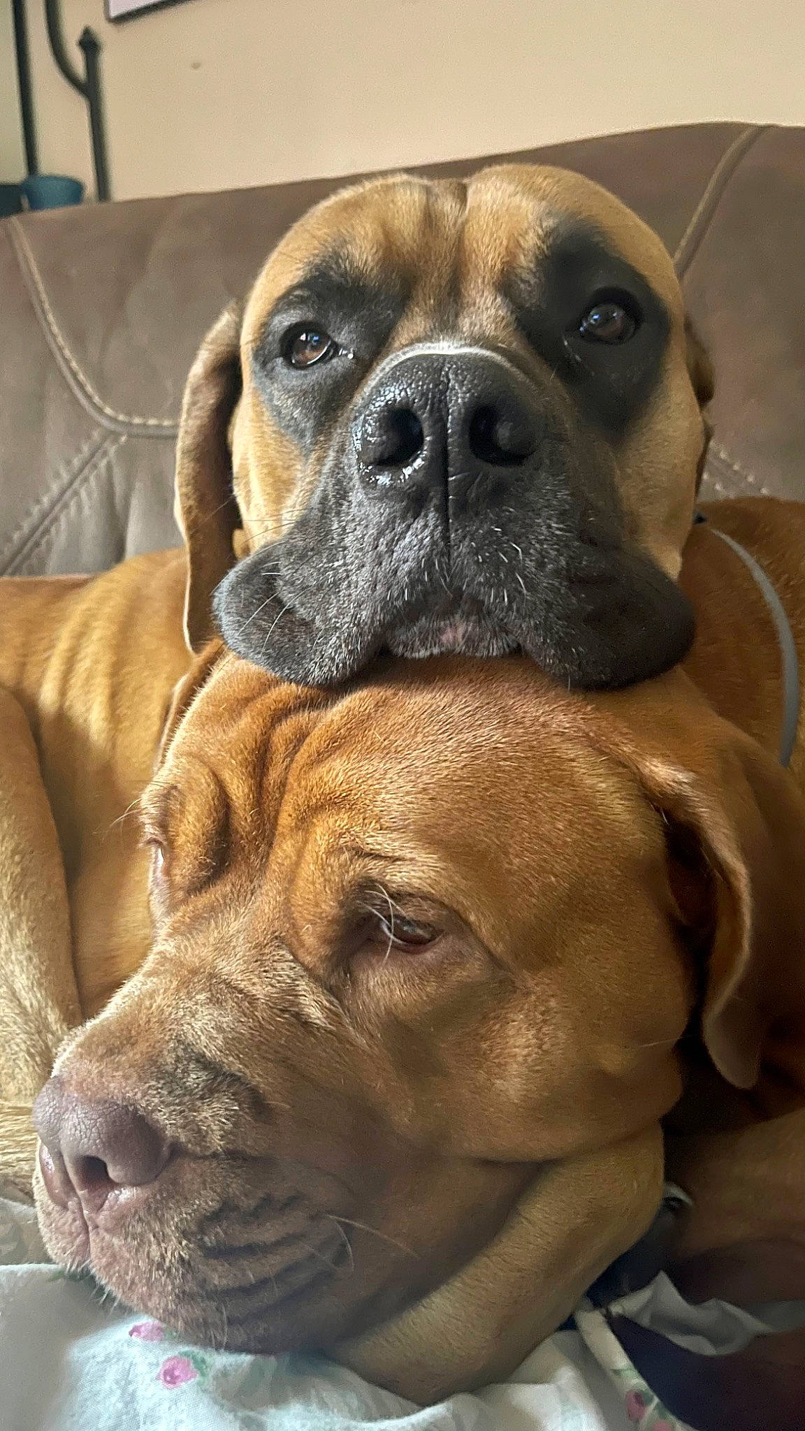 Bocephus joined the competition — help win amazing prizes! ancient_dog_breeds, canidae, carnivore, companion_dog, dog, dog_breed, fawn, liver, molosser, non_sporting_group, pet_supply, snout, sporting_group, whiskers, working_animal, working_dog, wrinkle