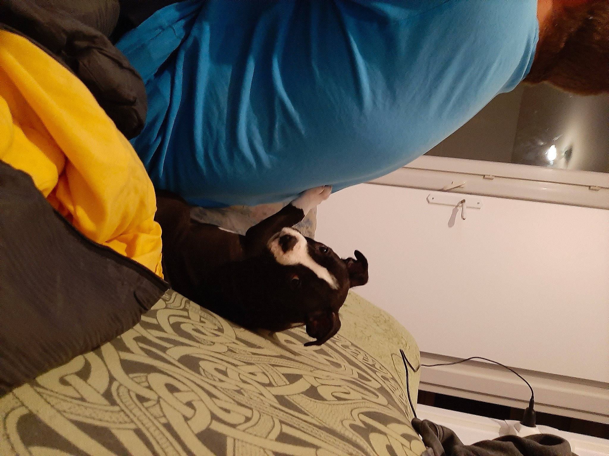 Maya a rejoint le concours — aidez-le/la à gagner de superbes lots ! bed, comfort, dog, elbow, eyewear, flooring, hardwood, human_leg, knee, linens, room, shadow, sitting, thigh, wood, wrist