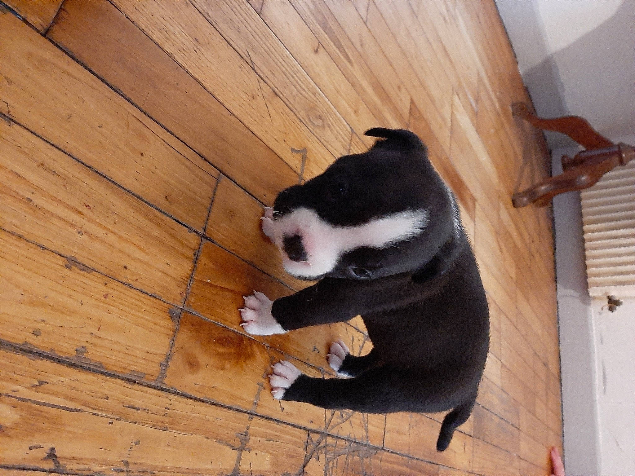 Maya participe au concours pour gagner de l'argent avec cette photo : carnivore, cat, comfort, dog_breed, fawn, felidae, floor, flooring, foot, hardwood, paw, pet_supply, plank, small_to_medium_sized_cats, snout, tail, terrestrial_animal, whiskers, wood, wood_stain