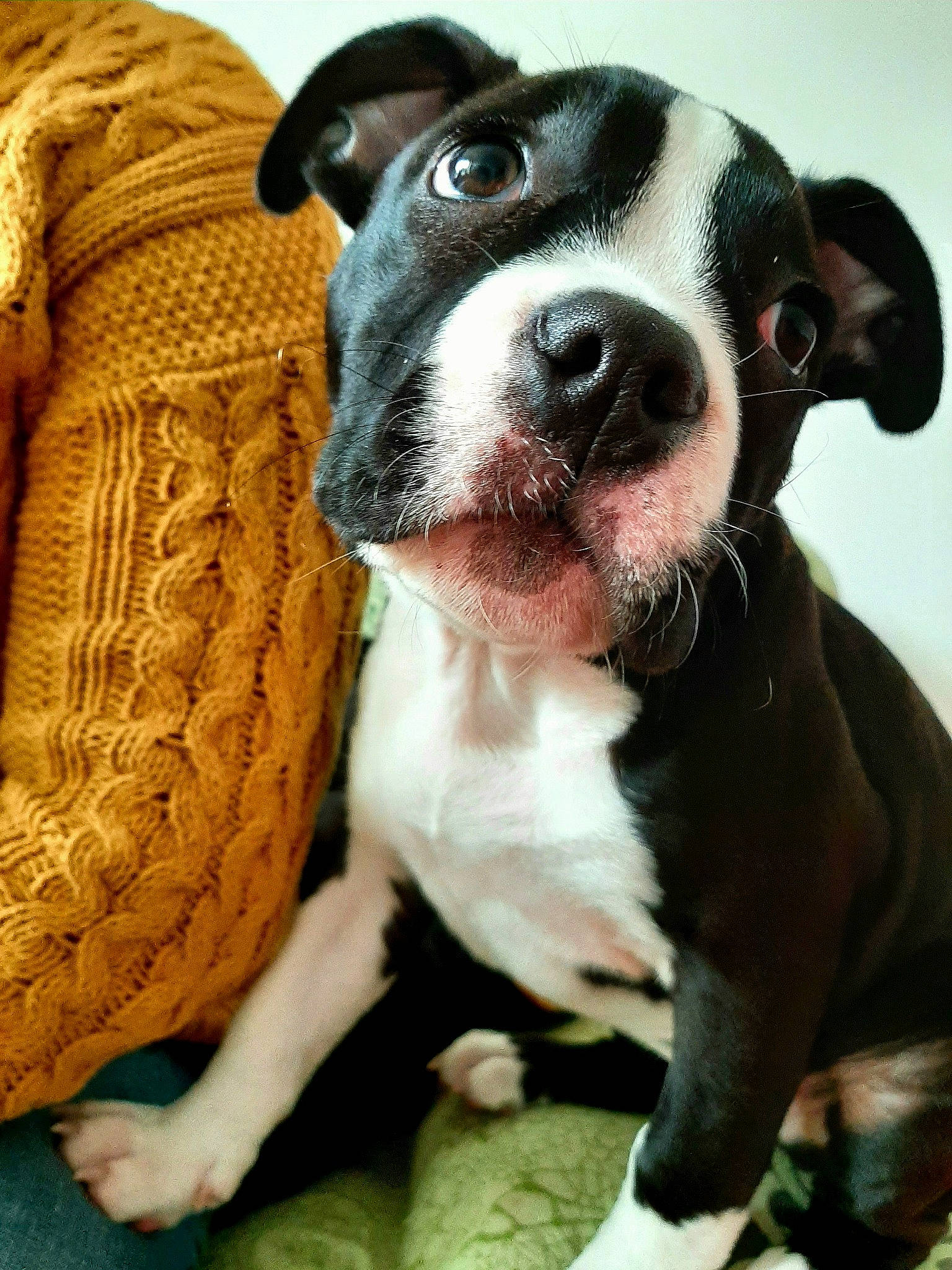 Maya participe au concours pour gagner de l'argent avec cette photo : boston_terrier, canidae, carnivore, collar, comfort, companion_dog, couch, dog, dog_breed, dog_collar, fawn, fur, hunting_dog, non_sporting_group, snout, sporting_group, terrestrial_animal, whiskers, working_animal, working_dog