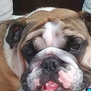 Baker is registered to the contest to win money with this photo: bulldog, dog, pet, close_up, sleepy, wrinkles, face, expression, resting, shirt, colorful, text, animal, cute, indoors, portrait, muzzle, fur, nose, tongue