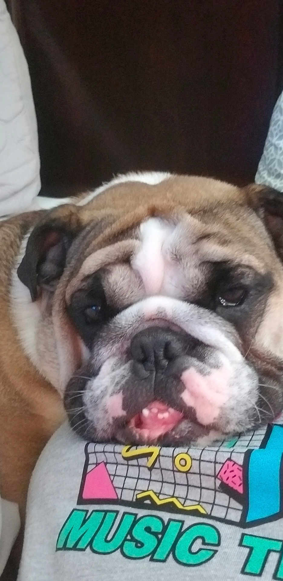 Baker is registered to the contest to win money with this photo: bulldog, dog, pet, close_up, sleepy, wrinkles, face, expression, resting, shirt, colorful, text, animal, cute, indoors, portrait, muzzle, fur, nose, tongue