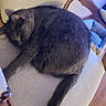Duchesse participe au concours pour gagner de l'argent avec cette photo : cat, gray_cat, feline, pet, chair, cushion, indoor, cozy, resting, fur, tail, paw, furniture, home, relaxed, sleepy, animal, mammal, comfort, domestic_animal