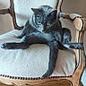 cat, gray_cat, chair, wooden_chair, cushion, indoor, pet, feline, relaxed, curious, sitting, fur, whiskers, animal, paws, tail, home, furniture, looking_down, cozy