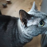 Duchesse participe au concours pour gagner de l'argent avec cette photo : cat, gray_tabby, close_up, indoor, curious, green_eyes, pet, feline, whiskers, ear, fur, domestic_animal, animal, home, floor, blurred_background, looking, mammal, close_range, companion