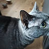 cat, gray_tabby, close_up, indoor, curious, green_eyes, pet, feline, whiskers, ear, fur, domestic_animal, animal, home, floor, blurred_background, looking, mammal, close_range, companion