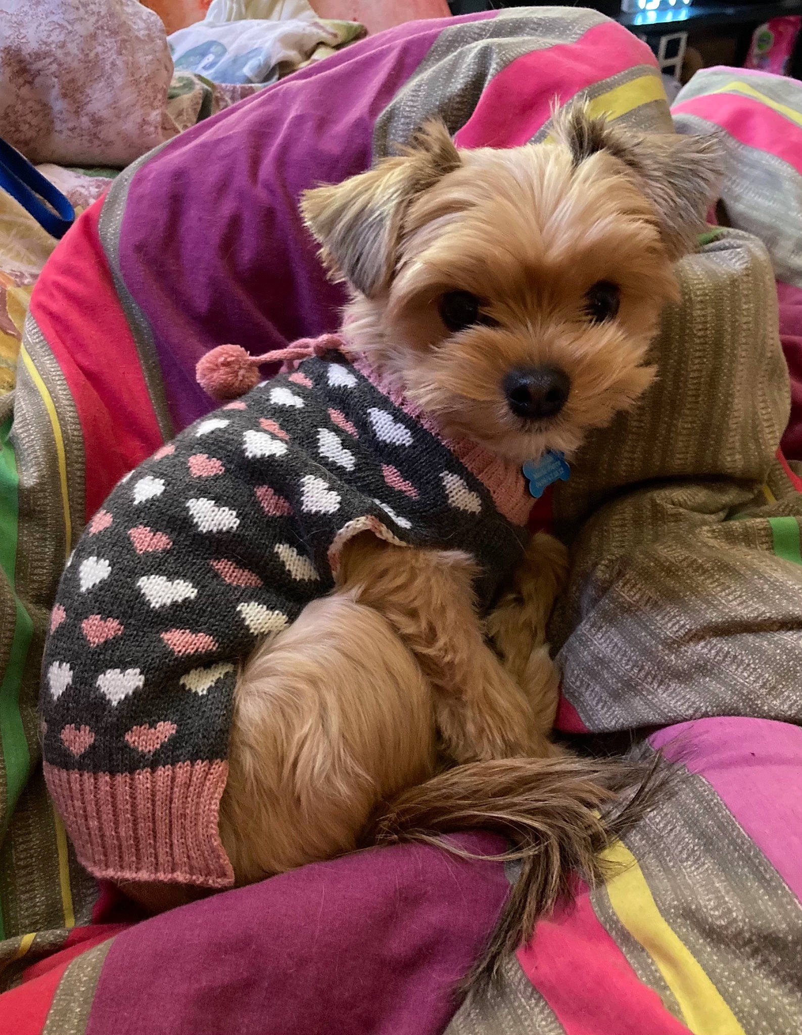 Gizmo a rejoint le concours — aidez-le/la à gagner de superbes lots ! canidae, carnivore, comfort, companion_dog, dog, dog_breed, dog_clothes, dog_supply, fashion_accessory, fawn, fur, hat, holiday, small_terrier, snout, sporting_group, terrier, toy_dog, working_animal, yorkshire_terrier