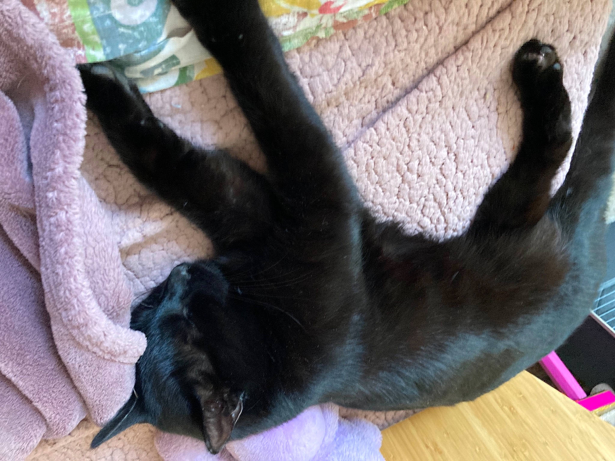 Margot participe au concours pour gagner de l'argent avec cette photo : bombay, carnivore, cat, comfort, companion_dog, dog_breed, fawn, felidae, flooring, fur, hardwood, mammal, paw, small_to_medium_sized_cats, snout, tail, terrestrial_animal, vertebrate, whiskers, wood