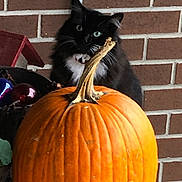 Fluffy is registered to the contest to win money with this photo: cat, black_cat, pumpkin, brick_wall, porch, autumn, orange, green_eyes, curious, pet, animal, fall, outdoor, plant_pot, decoration, stem, close_up, feline, cute, whiskers