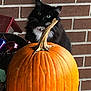 cat, black_cat, pumpkin, brick_wall, porch, autumn, orange, green_eyes, curious, pet, animal, fall, outdoor, plant_pot, decoration, stem, close_up, feline, cute, whiskers