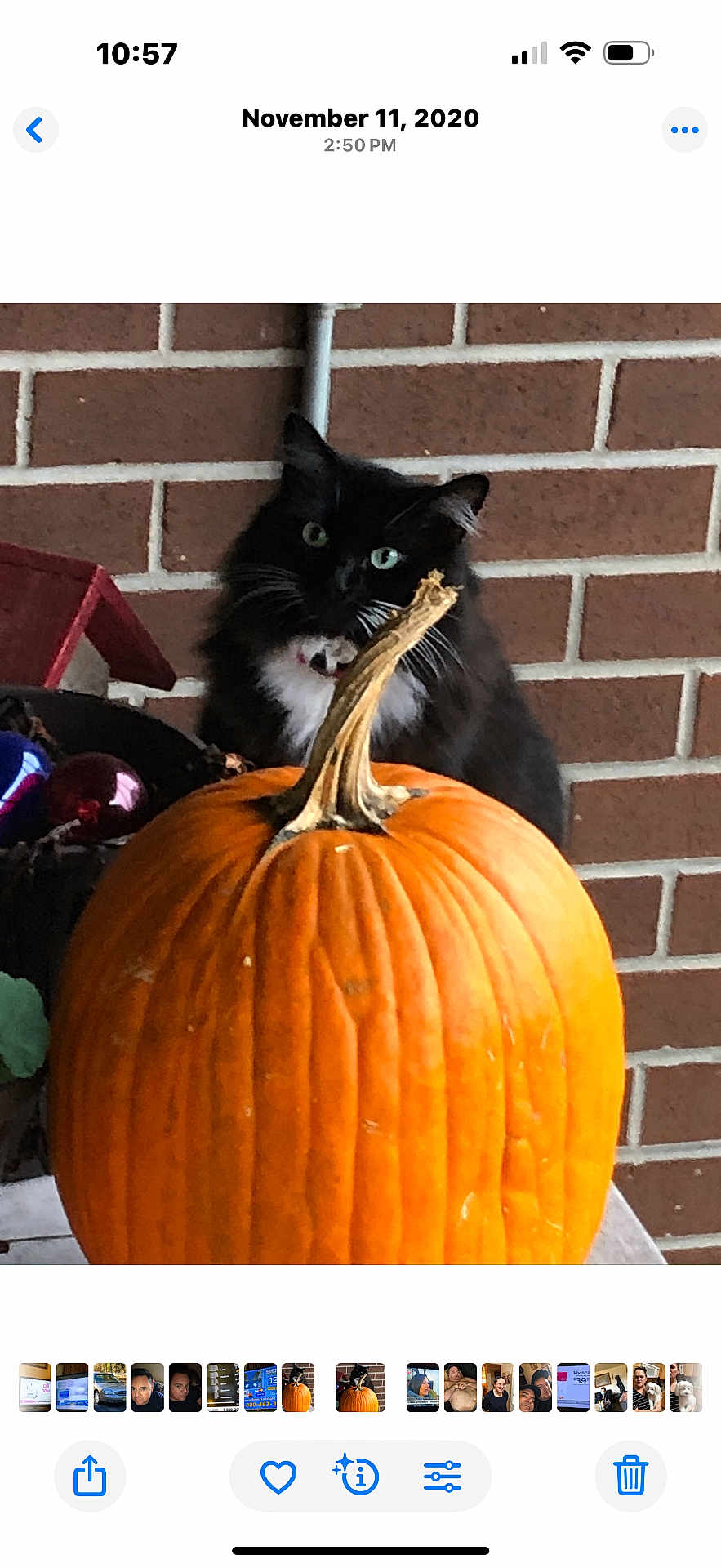 Fluffy is registered to the contest to win money with this photo: cat, black_cat, pumpkin, brick_wall, porch, autumn, orange, green_eyes, curious, pet, animal, fall, outdoor, plant_pot, decoration, stem, close_up, feline, cute, whiskers