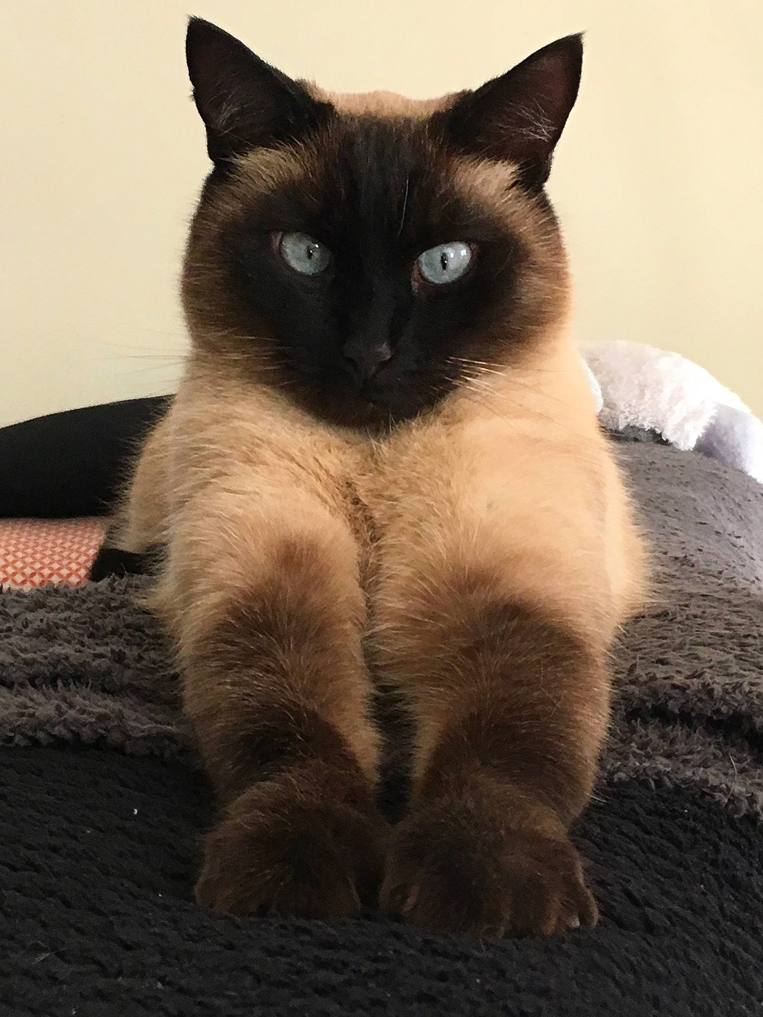 Copain participe au concours pour gagner de l'argent avec cette photo : balinese, carnivore, cat, fawn, felidae, fur, iris, paw, siamese, small_to_medium_sized_cats, snout, tail, terrestrial_animal, whiskers