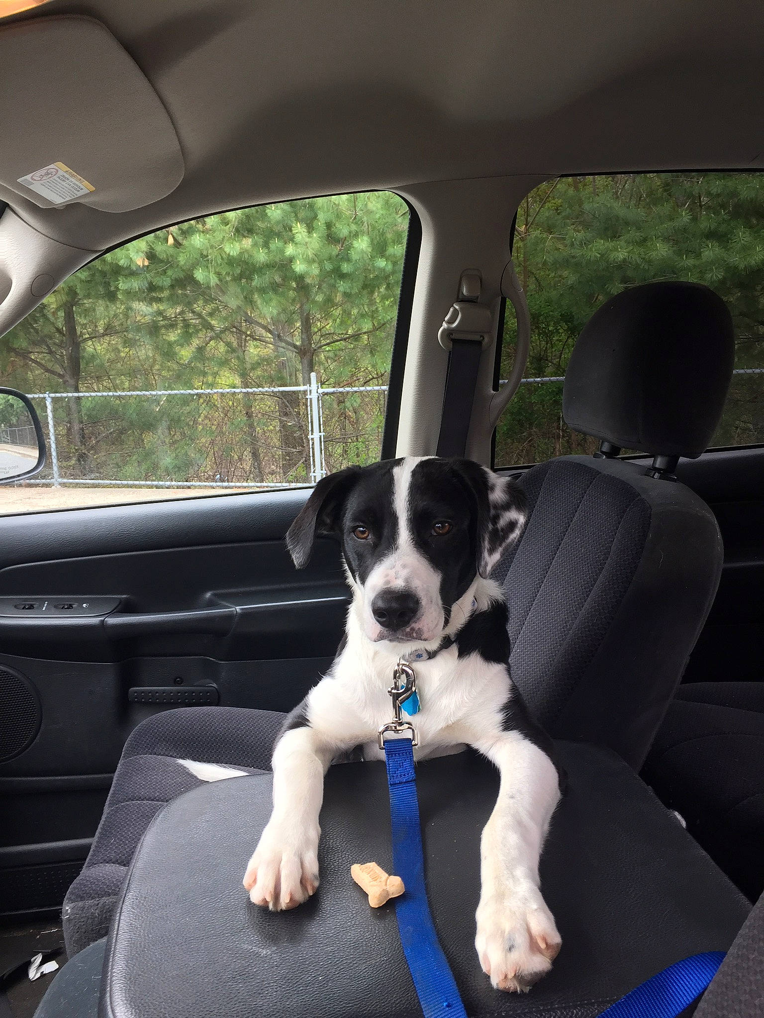 Jeffrey is registered to the contest to win money with this photo: canidae, car, car_seat, carnivore, chilean_fox_terrier, companion_dog, danish_swedish_farmdog, dog, dog_breed, feist, mammal, non_sporting_group, puppy, rare_breed_dog, smooth_fox_terrier, sporting_group, vehicle