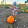 child, toddler, pumpkin, pumpkin_patch, autumn, fall, beanie, hat, plaid_shirt, jacket, sneakers, shoes, field, dirt, rocks, plants, outdoors, sunset, person, vegetables