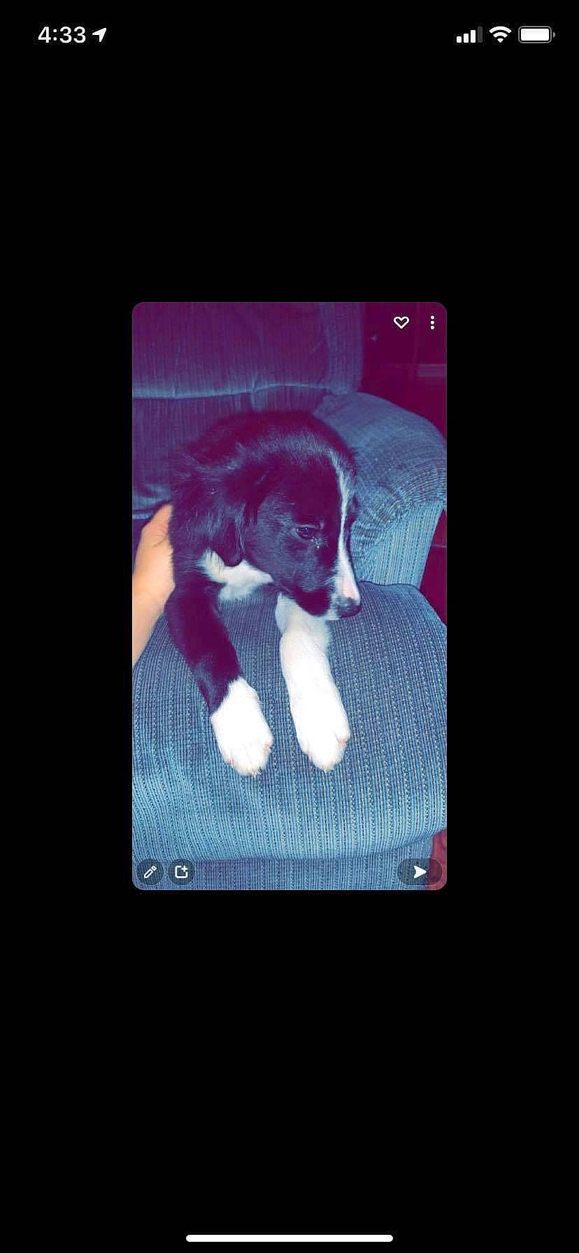 Chief joined the competition — help win amazing prizes! carnivore, companion_dog, darkness, display_device, dog_breed, electric_blue, electronic_device, felidae, flat_panel_display, font, fur, gadget, magenta, multimedia, purple, rectangle, screenshot, small_to_medium_sized_cats, technology, whiskers