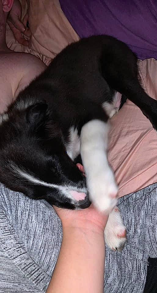 Chief joined the competition — help win amazing prizes! carnivore, comfort, companion_dog, dog, dog_breed, ear, felidae, fur, gesture, human_leg, lap, linens, mammal, nail, nap, small_to_medium_sized_cats, snout, sporting_group, tail, whiskers