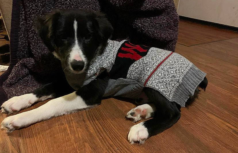 Chief joined the competition — help win amazing prizes! carnivore, collar, comfort, companion_dog, dog, dog_breed, dog_collar, dog_supply, door_mat, floor, flooring, fur, hardwood, laminate_flooring, pet_supply, sporting_group, tail, wood, wood_flooring, working_animal