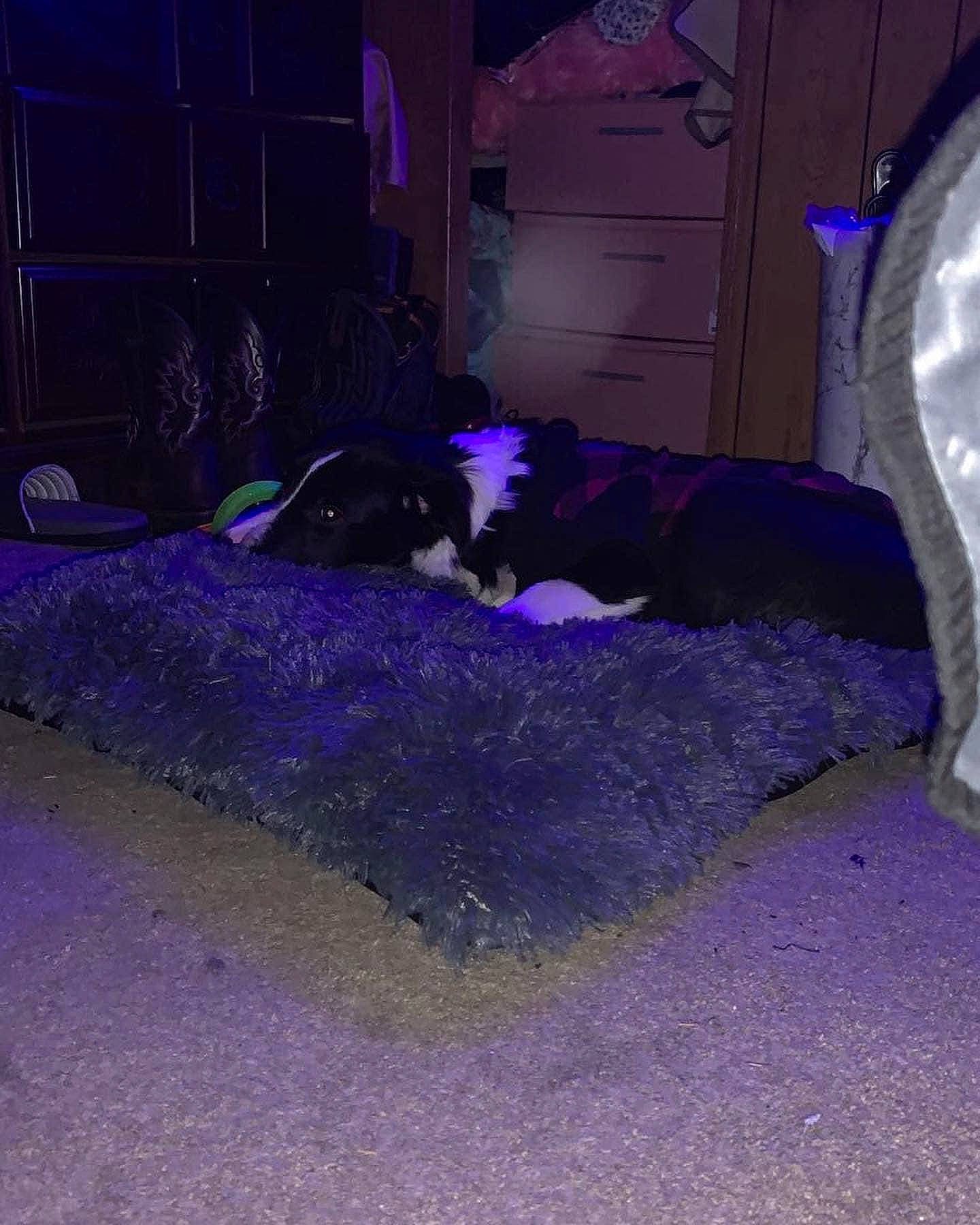 Chief joined the competition — help win amazing prizes! canidae, carnivore, cat, darkness, dog_breed, electric_blue, felidae, fur, grass, magenta, midnight, purple, road_surface, small_to_medium_sized_cats, sporting_group, tail, tints_and_shades, violet, whiskers, winter