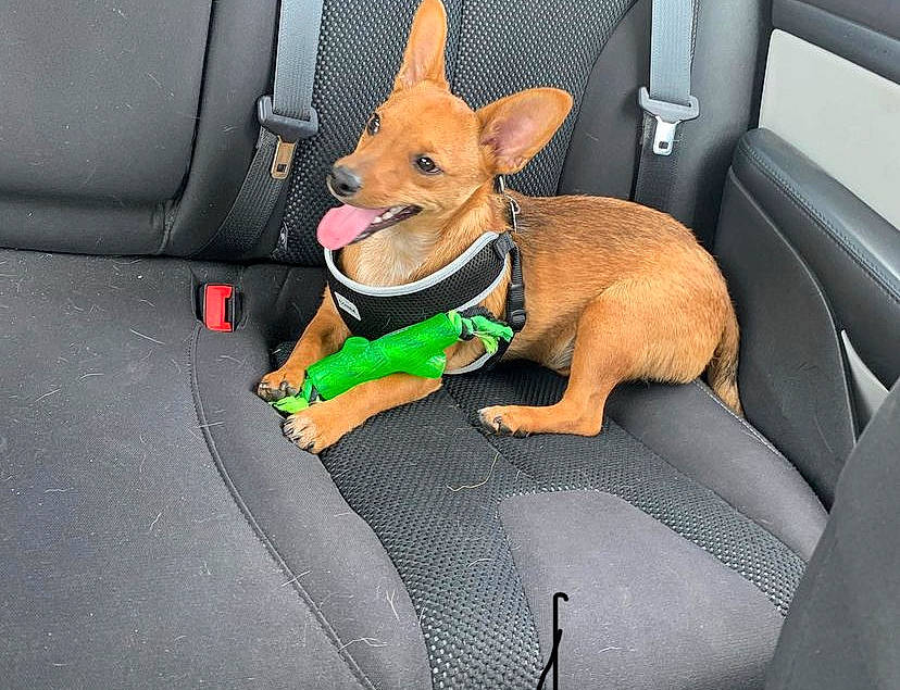 Harley is registered to the contest to win money with this photo: auto_part, automotive_exterior, canidae, car, car_seat, car_seat_cover, carnivore, collar, comfort, companion_dog, dog, dog_breed, dog_supply, fawn, fixture, motor_vehicle, snout, sporting_group, vehicle, vehicle_door
