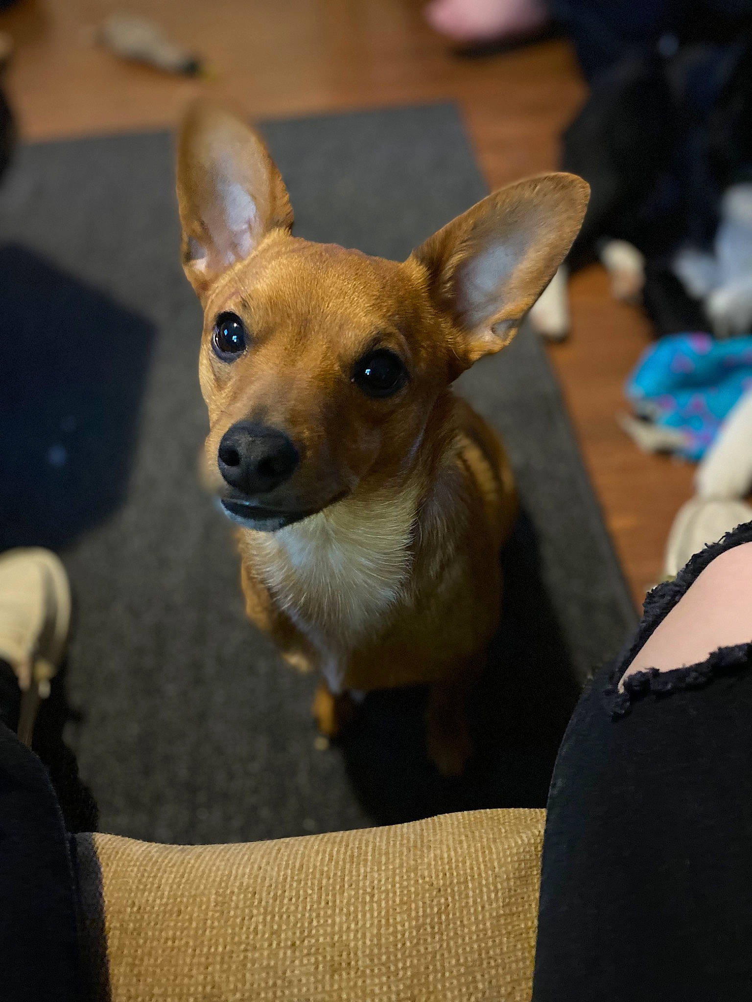 Harley joined the competition — help win amazing prizes! canidae, carnivore, comfort, companion_dog, corgi_chihuahua, dog, dog_breed, ear, event, eye, fawn, fur, puppy, russkiy_toy, snout, sporting_group, terrestrial_animal, toy_dog, whiskers, working_animal