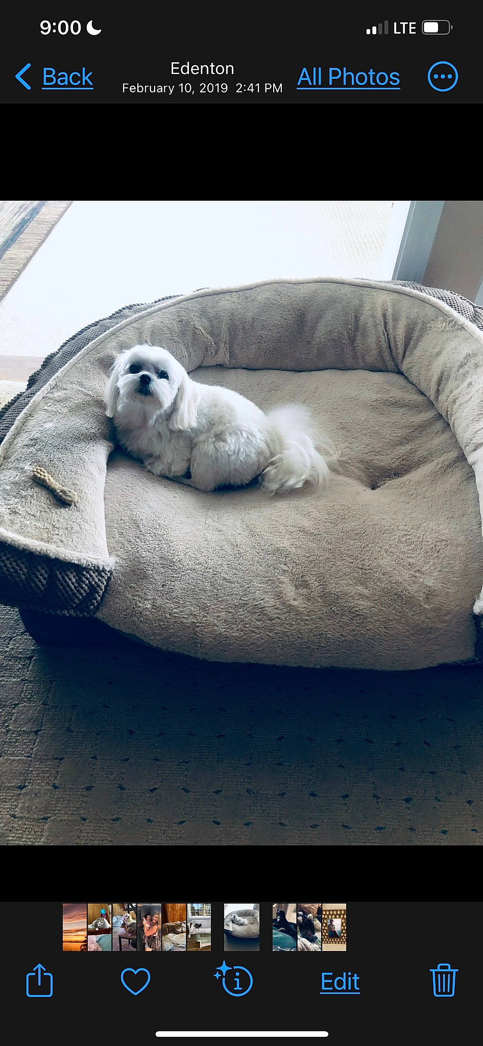 Ella joined the competition — help win amazing prizes! canidae, carnivore, cat_bed, comfort, companion_dog, dog_breed, felidae, fur, grey, linens, nap, paw, pet_supply, small_to_medium_sized_cats, snout, sporting_group, tail, terrestrial_animal, whiskers, wildlife