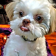 Kevin joined the competition — help win amazing prizes! dog, white_dog, fluffy, pet, cute, animal, portrait, indoor, closeup, canine, fur, collar, expression, smile, sitting, blanket, curious, small_dog, domestic_animal, face