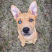 Saïko a rejoint le concours — aidez-le/la à gagner de superbes lots ! puppy, dog, heterochromia, blue_eye, brown_eye, ears, sitting, outdoor, gravel, ground, moss, grass, canine, pet, animal, closeup, looking_up, adorable, young, fur