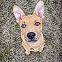 puppy, dog, heterochromia, blue_eye, brown_eye, ears, sitting, outdoor, gravel, ground, moss, grass, canine, pet, animal, closeup, looking_up, adorable, young, fur