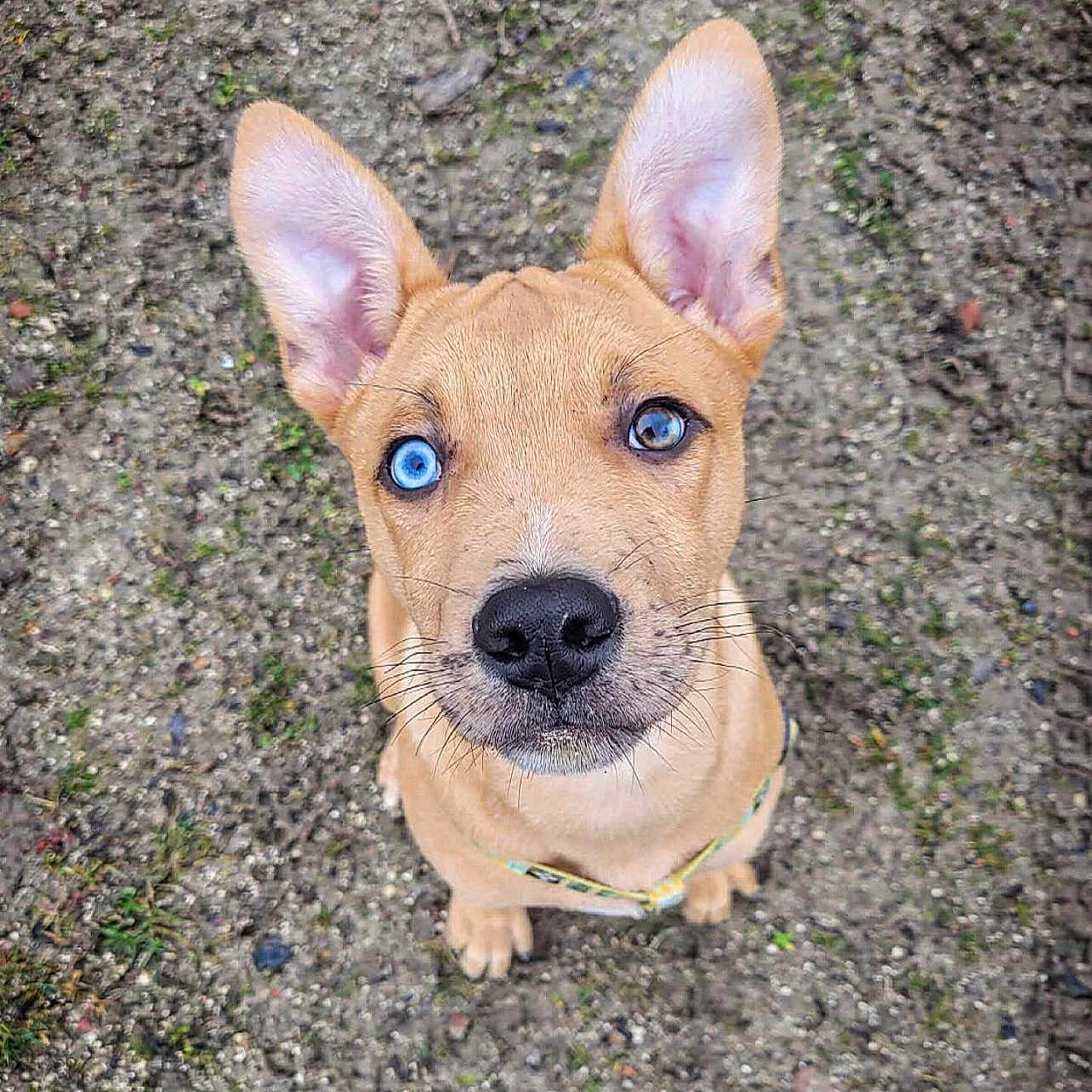 Saïko a rejoint le concours — aidez-le/la à gagner de superbes lots ! adorable, animal, blue_eye, brown_eye, canine, closeup, dog, ears, fur, grass, gravel, ground, heterochromia, looking_up, moss, outdoor, pet, puppy, sitting, young