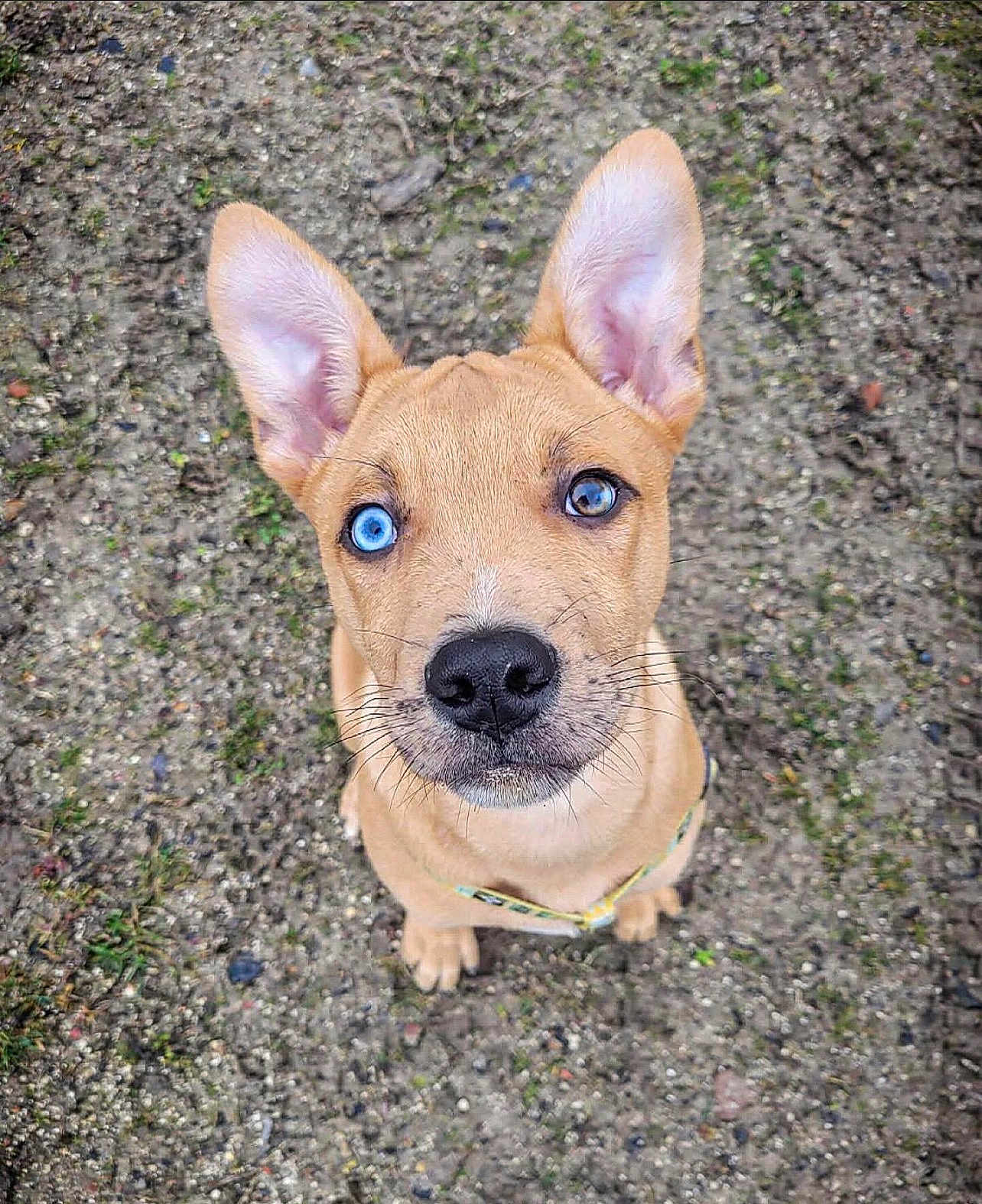 Saïko a rejoint le concours — aidez-le/la à gagner de superbes lots ! puppy, dog, heterochromia, blue_eye, brown_eye, ears, sitting, outdoor, gravel, ground, moss, grass, canine, pet, animal, closeup, looking_up, adorable, young, fur