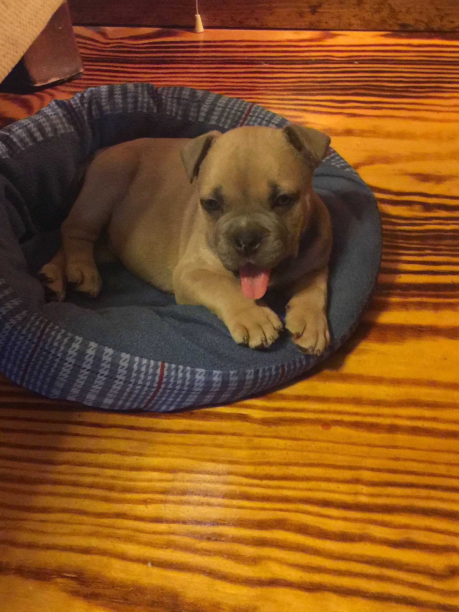 Atticus is registered to the contest to win money with this photo: bored, canidae, carnivore, comfort, companion_dog, dog, dog_bed, dog_breed, dog_supply, fawn, flooring, hardwood, laminate_flooring, pet_supply, snout, sporting_group, tail, wood, wood_flooring, working_animal