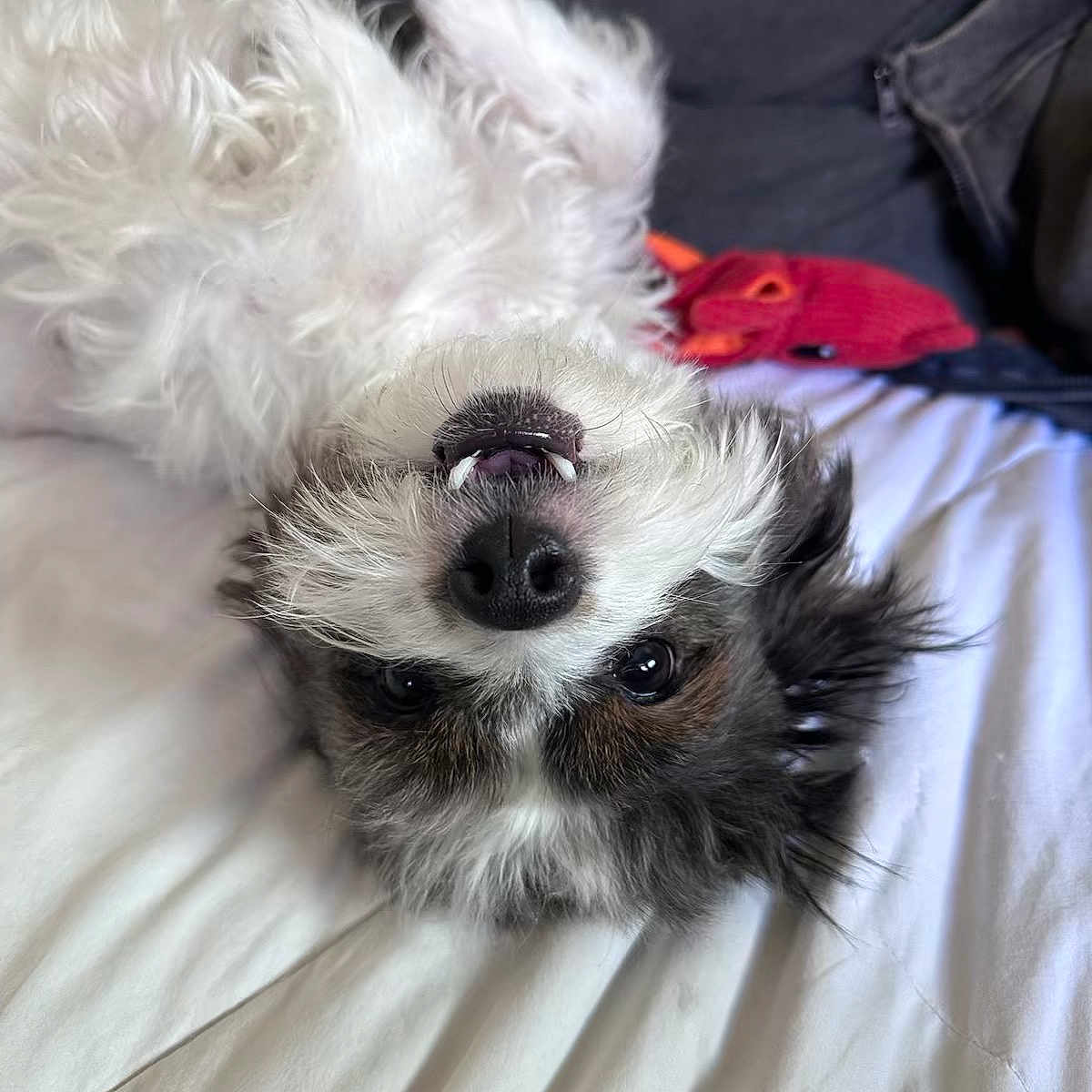 Iko
