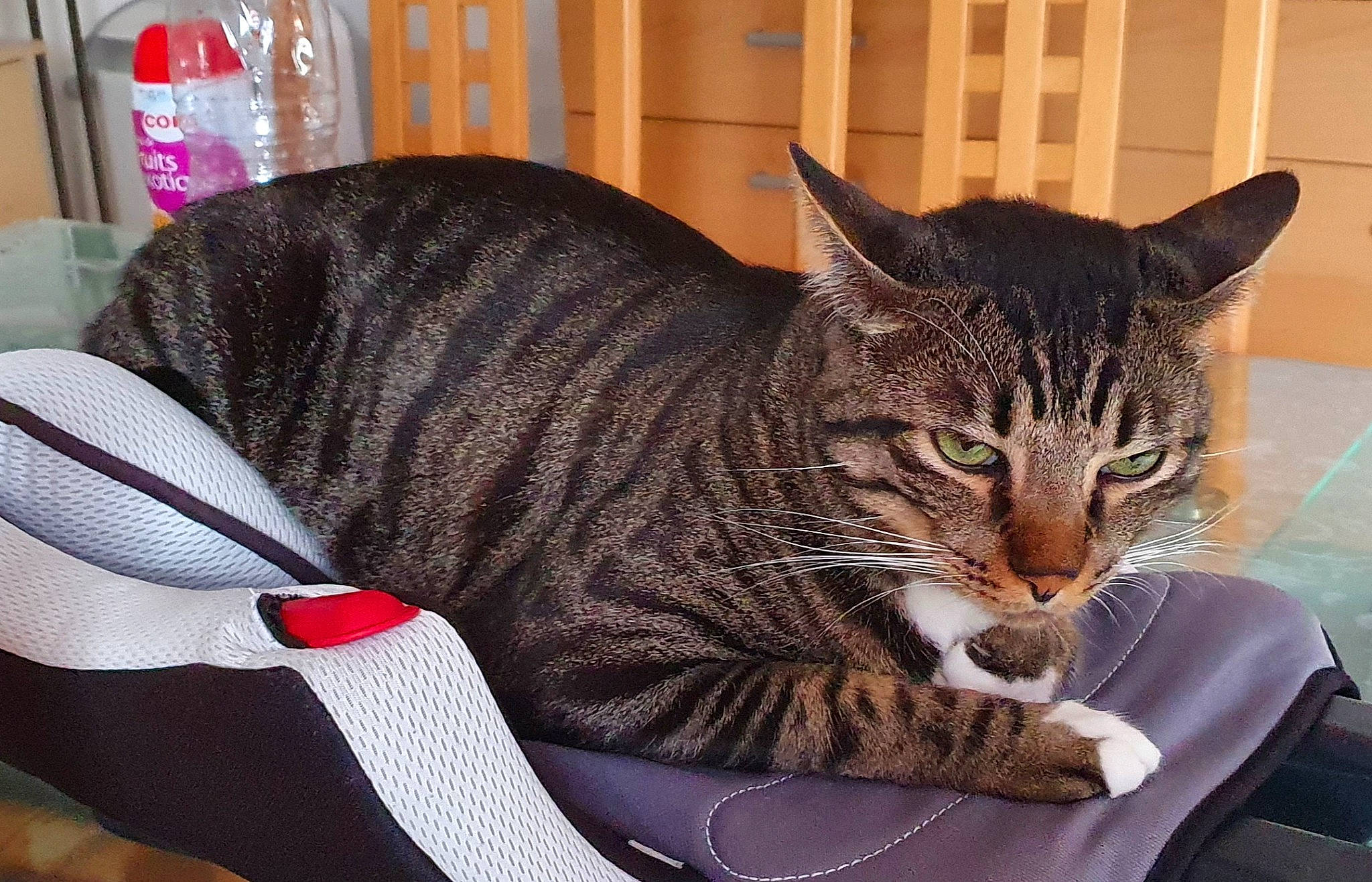 Ficelle participe au concours pour gagner de l'argent avec cette photo : bottle, carmine, carnivore, cat, comfort, domestic_short_haired_cat, felidae, fur, lap, paw, sitting, small_to_medium_sized_cats, snout, tail, tree, whiskers, window