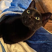 Bruce joined the competition — help win amazing prizes! black_cat, cat, pet, animal, blanket, blue_blanket, white_blanket, cozy, indoor, fur, eyes, face, ears, whiskers, couch, furniture, resting, closeup, curious, soft_texture